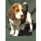 Beagle - Hündin