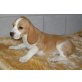 Beagle - Hündin