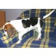 Beagle - Hündin