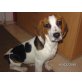 Beagle - Hündin