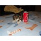 Beagle - Hündin