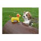 Beagle - Hündin