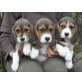 Beagle - Hündin