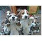 Beagle - Hündin