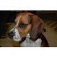 Beagle - Hündin