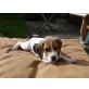 Beagle - Hündin