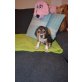 Beagle - Hündin