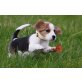 Beagle - Hündin