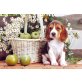 Beagle - Hündin