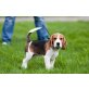 Beagle - Hündin