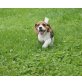 Beagle - Hündin