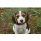 Beagle - Hündin