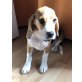 Beagle - Hündin