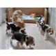 Beagle - Hündin