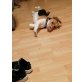 Beagle - Hündin