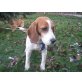 Beagle - Hündin