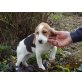 Beagle Hündin, Beagle Welpen - Hündin
