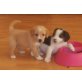 Beagle + JRT  Welpen - Hündin