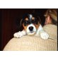 Beagle - Jack Russell Mischlingswelpen Welpen - Rüde