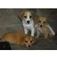 Beagle - Jack Russell Welpen - Rüde