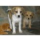 Beagle - Jack Russell Welpen - Rüde