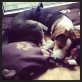 Beagle-Jack Russle - Rüde