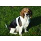 Beagle Kinder reinrassig tricolor, Beagle Welpen - Rüde