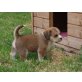 Beagle-Malteser Mischling - Hündin