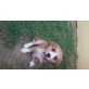 Beagle-Malteser Mischling - Hündin