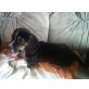 Beagle - Mischling - Hündin