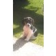 Beagle - Mischling - Rüde
