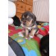 Beagle Mischling Welpen - Hündin