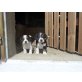 Beagle Mischlingswelpen - Hündin