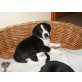 Beagle Mix/Australian Shepherd - Rüde