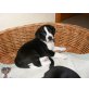 Beagle Mix/Australian Shepherd Welpen - Rüde