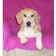 Beagle Mix Welpen - Rüde