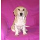 Beagle Mix Welpen - Rüde