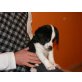 Beagle Mix und Australien Shepherd - Rüde