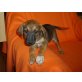 Beagle - Pinscher Welpen - Rüde