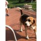 Beagle - Rüde