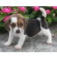 Beagle - Rüde