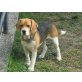 Beagle - Rüde