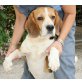 Beagle - Rüde