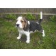 Beagle - Rüde