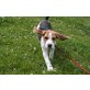 Beagle - Rüde