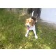 Beagle - Rüde