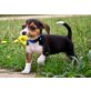Beagle - Rüde