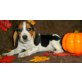Beagle - Rüde