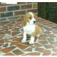 Beagle - Rüde