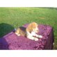 Beagle - Rüde